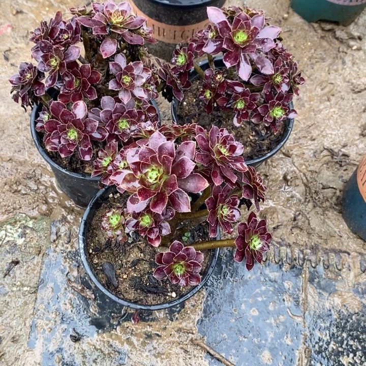 黑法3颗52多肉植物法师法师