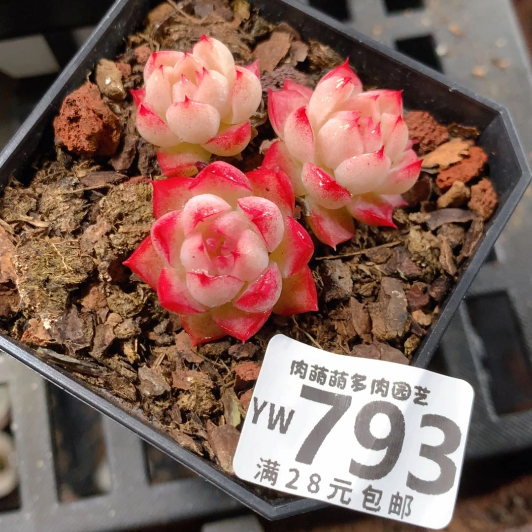 5CM拇指盆精控多肉YW793