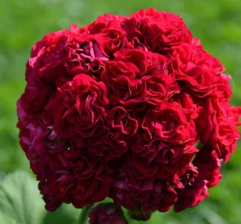 亚马逊河——厚重瓣玫瑰花蕾——小苗发货带花苞