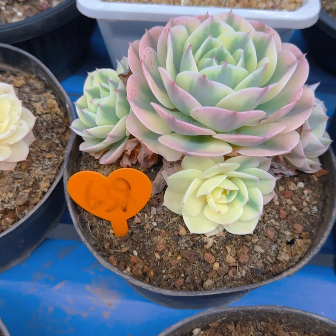 桑*639多肉植物一物一拍