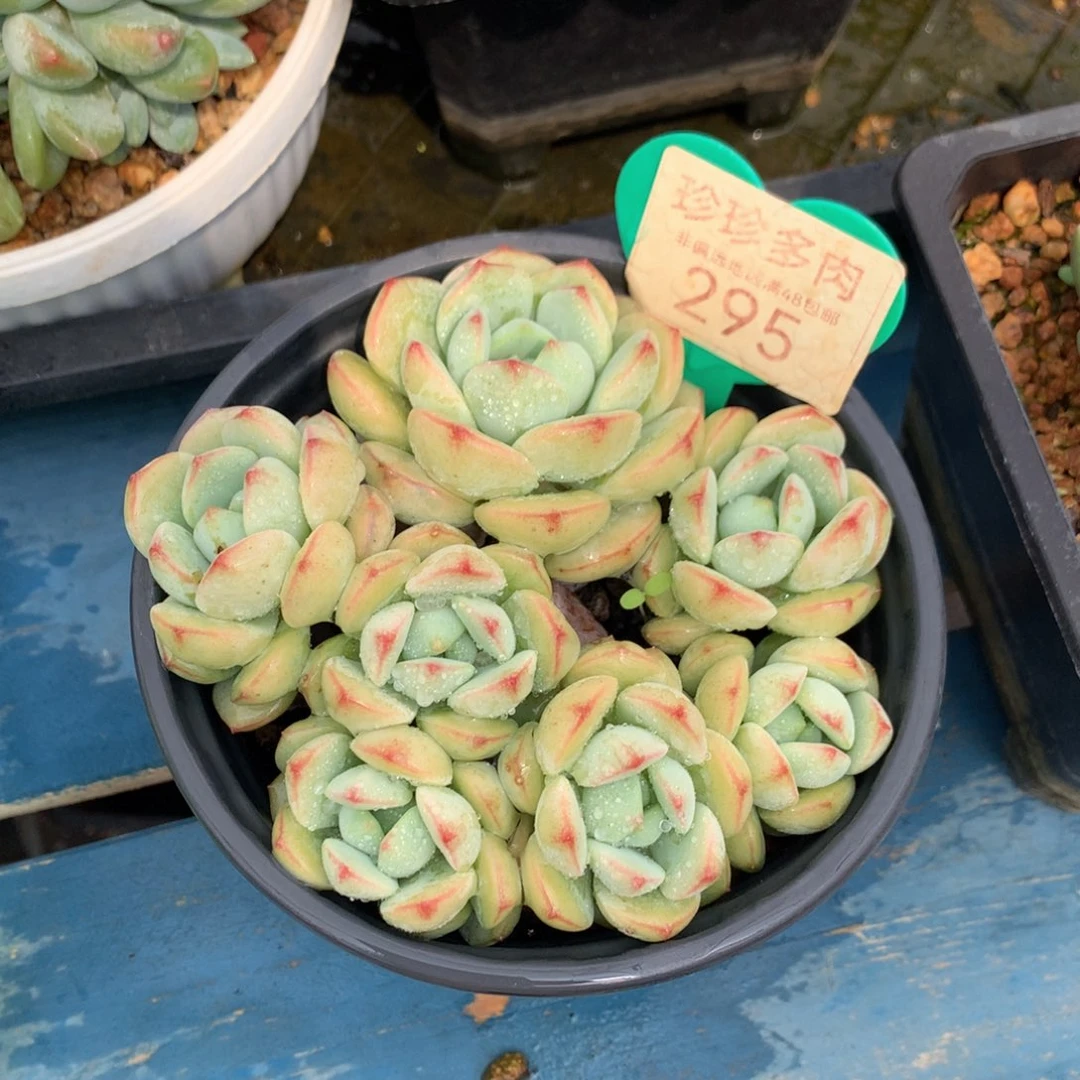 香草矮桩平头无砍295