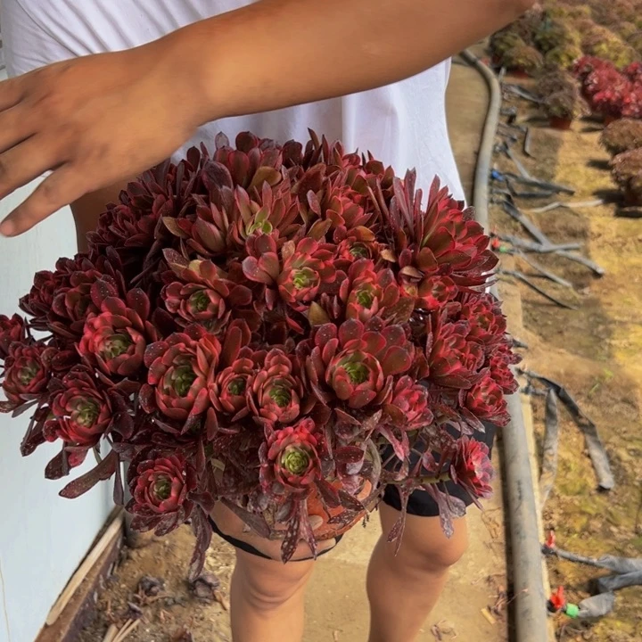 45.8十里红妆一棵