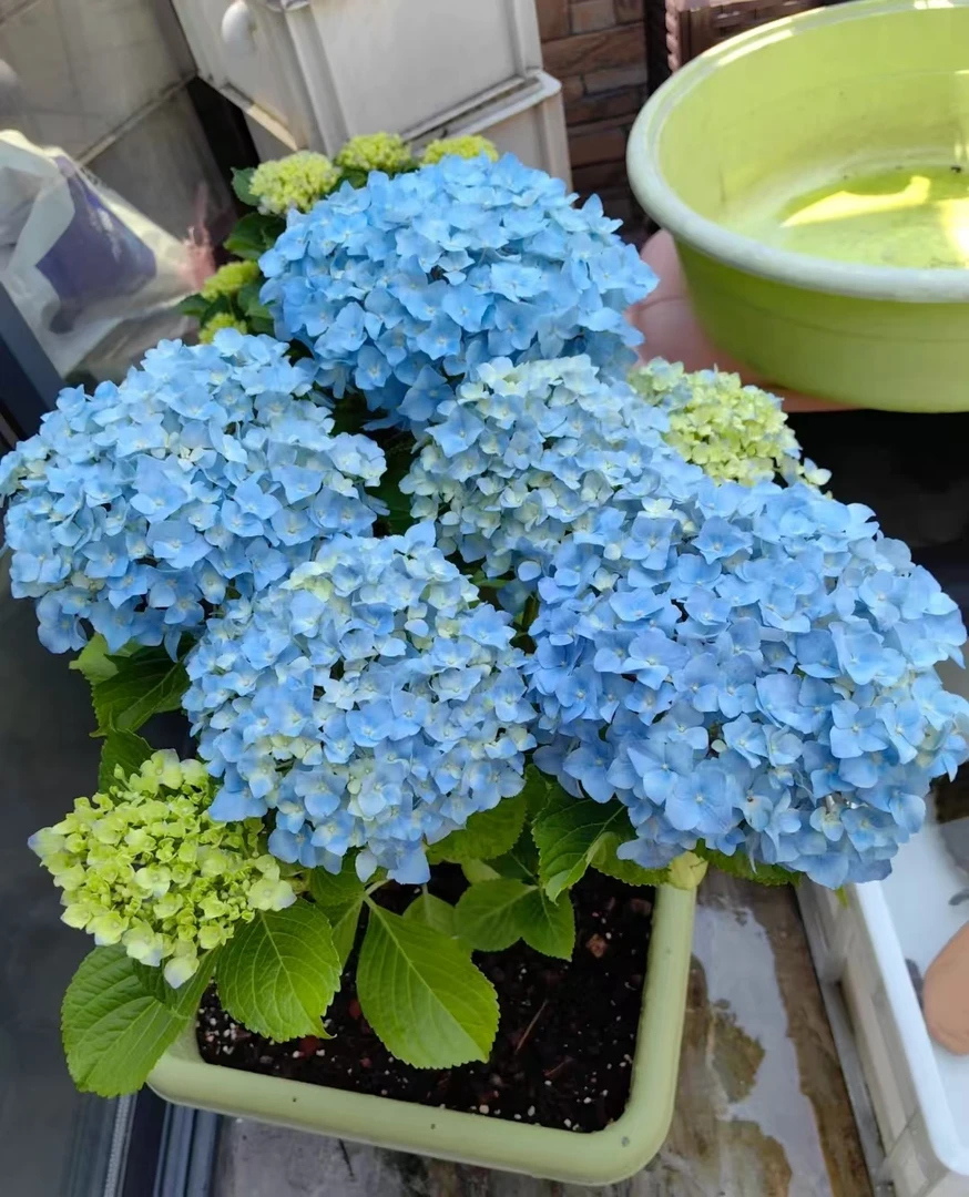 大海兰绣球花盆栽庭院阳台新手易养护喜水植物