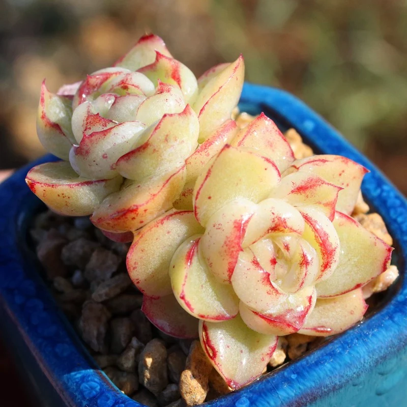 （店铺需要凑单）双头胖虎多肉3-4公分左右