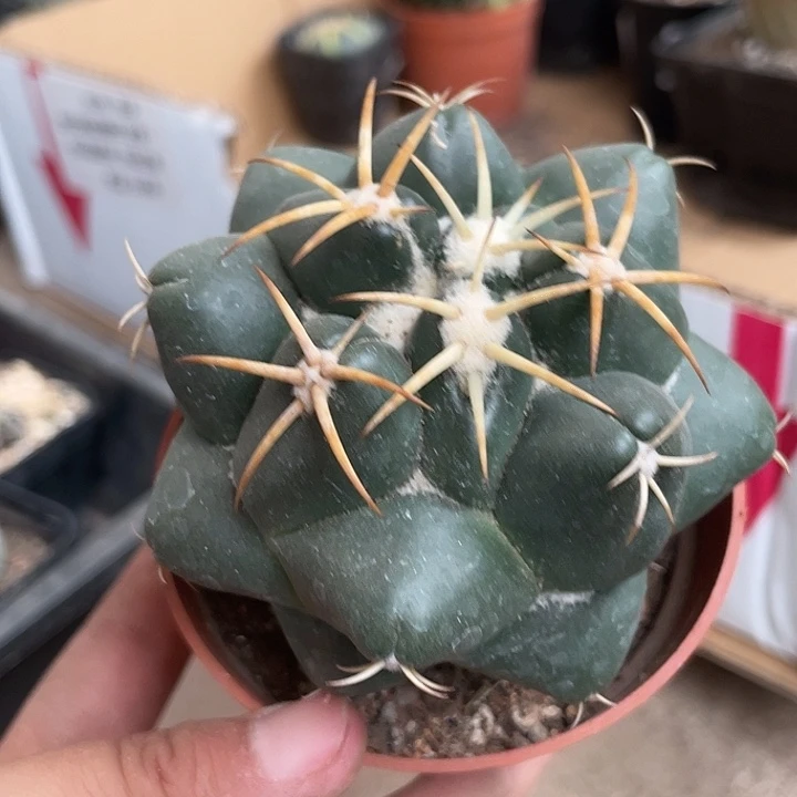 当前无花栽培后可以开花262仙人球开花植物
