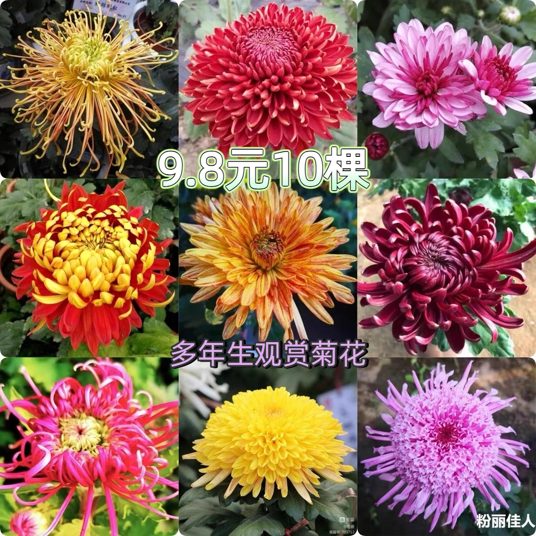 大菊花苗四季循环开花盆栽地栽阳台小院种植四季花种