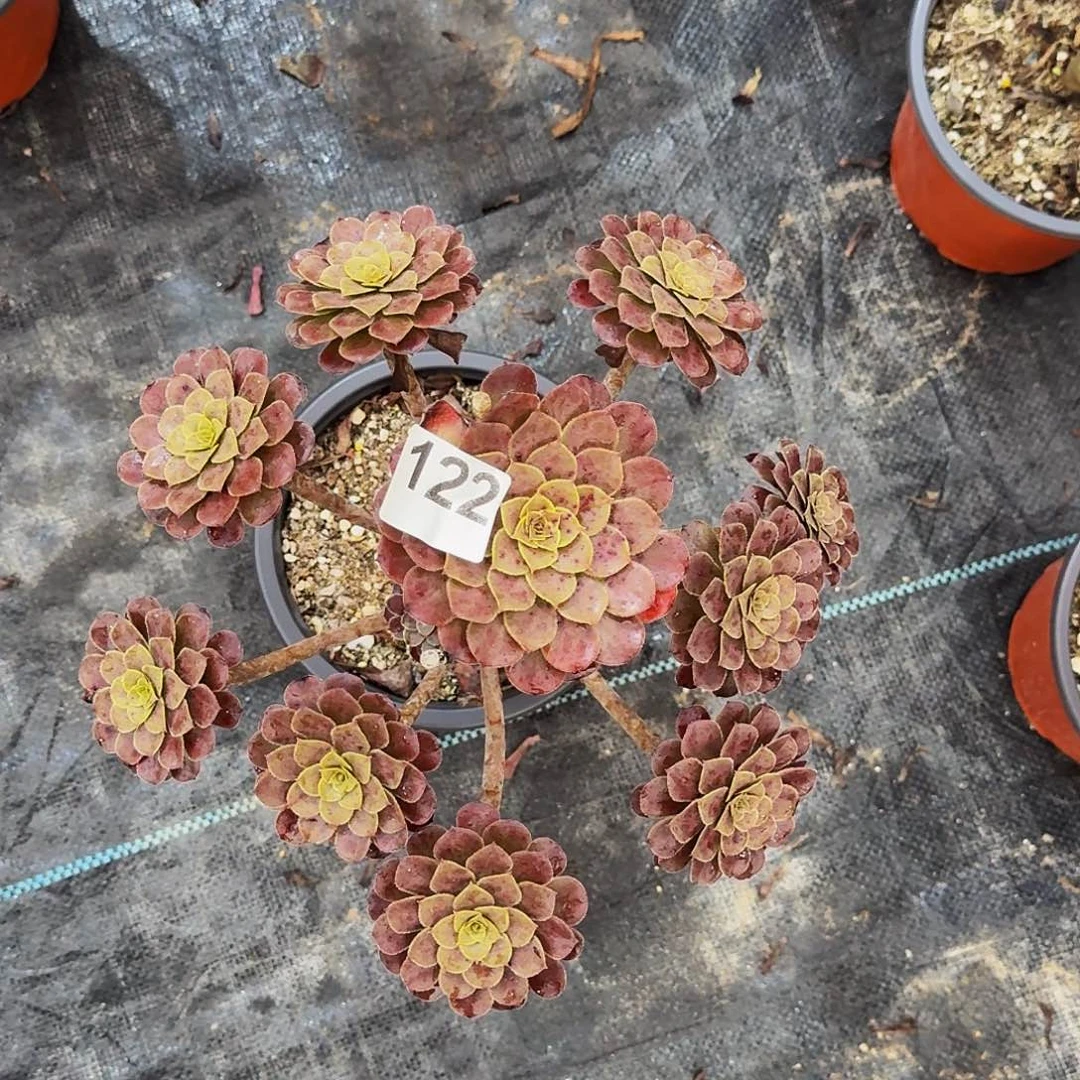 122黑铜壶法师植物