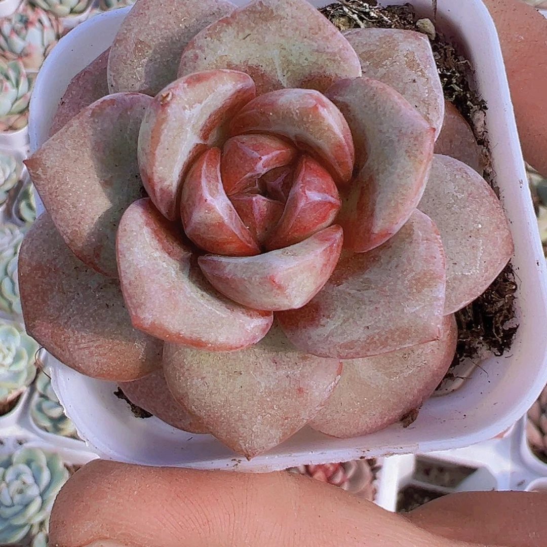 厚叶德国香槟19包邮