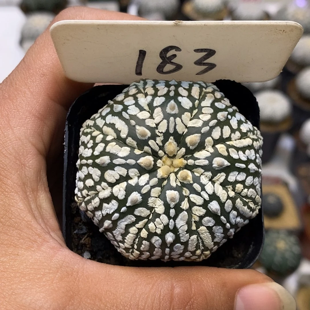 183福利特价来了哦亲