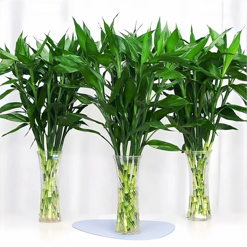 富贵招财转运竹水培植物客厅水养节节高室内花卉上海绿植盆栽托