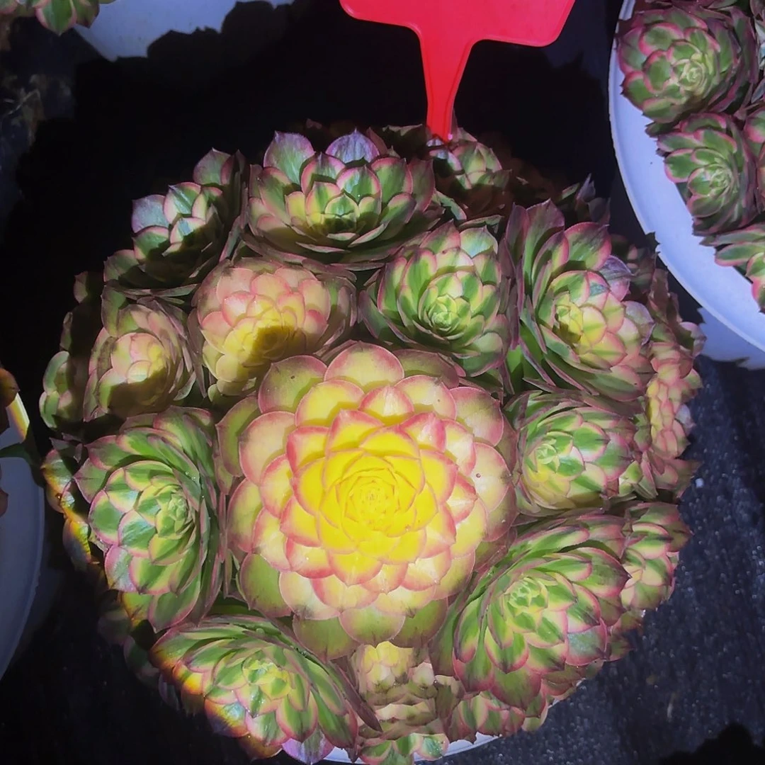 后***来海王多肉植物一颗