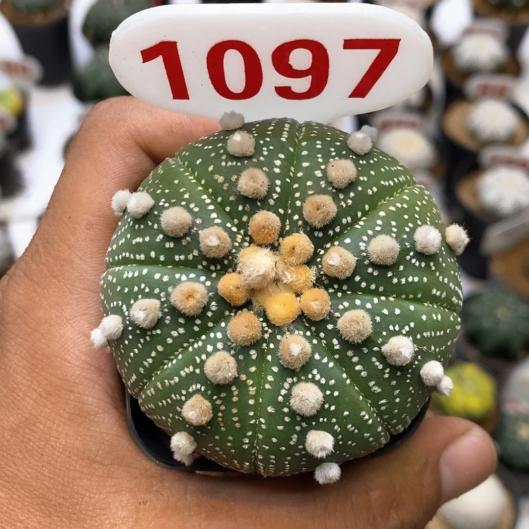 1097福利特价来了哦耶