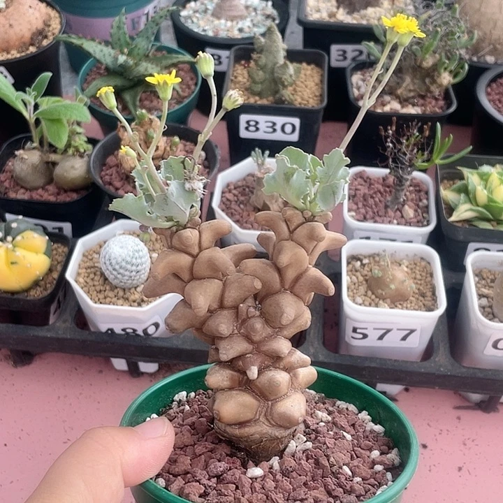 663大蛮鬼塔厚墩菊