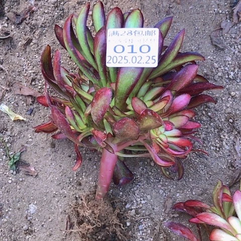 2.25-10魅力多肉植物