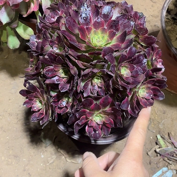 安娜一棵脱土发货10.8