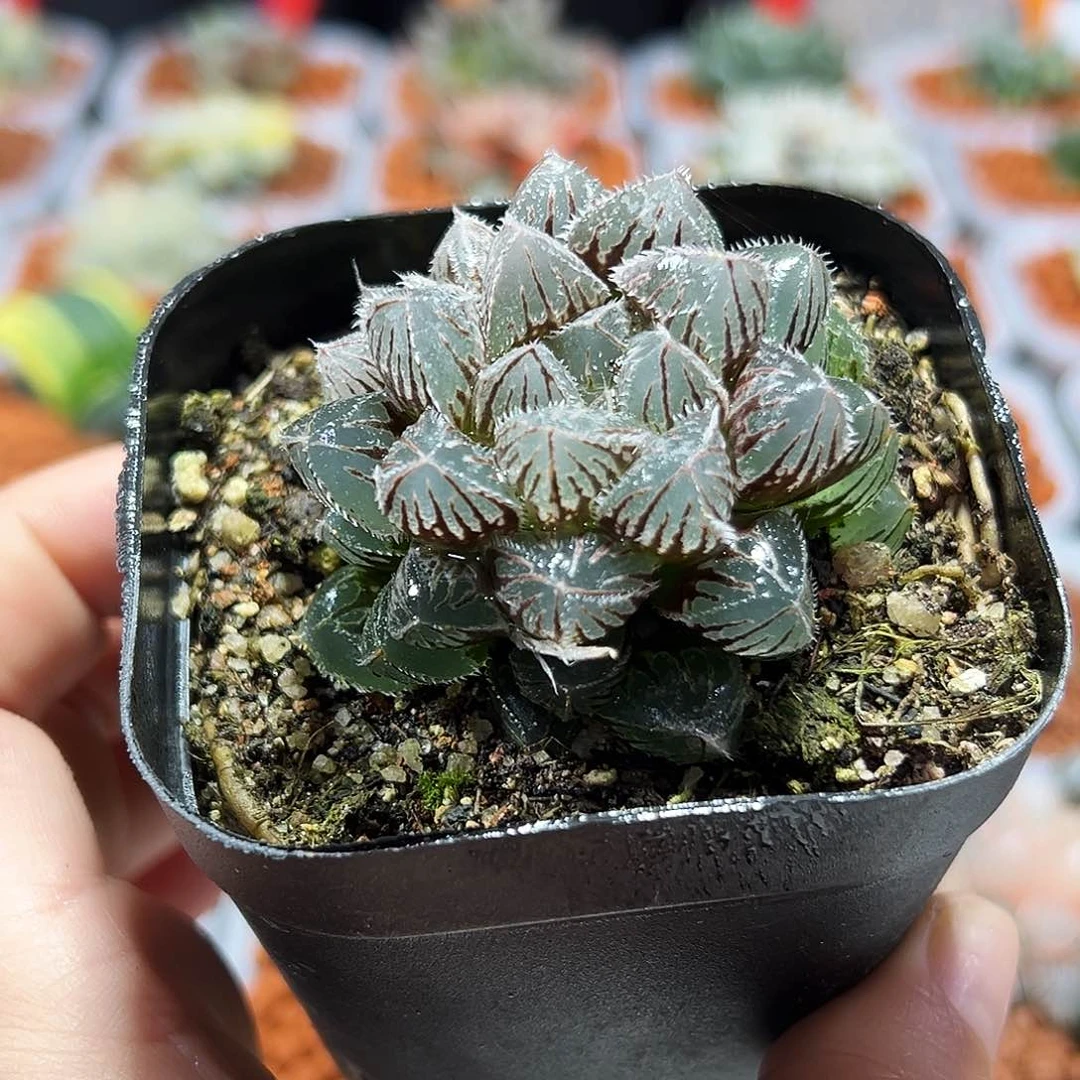 十二卷多肉红岩玉露