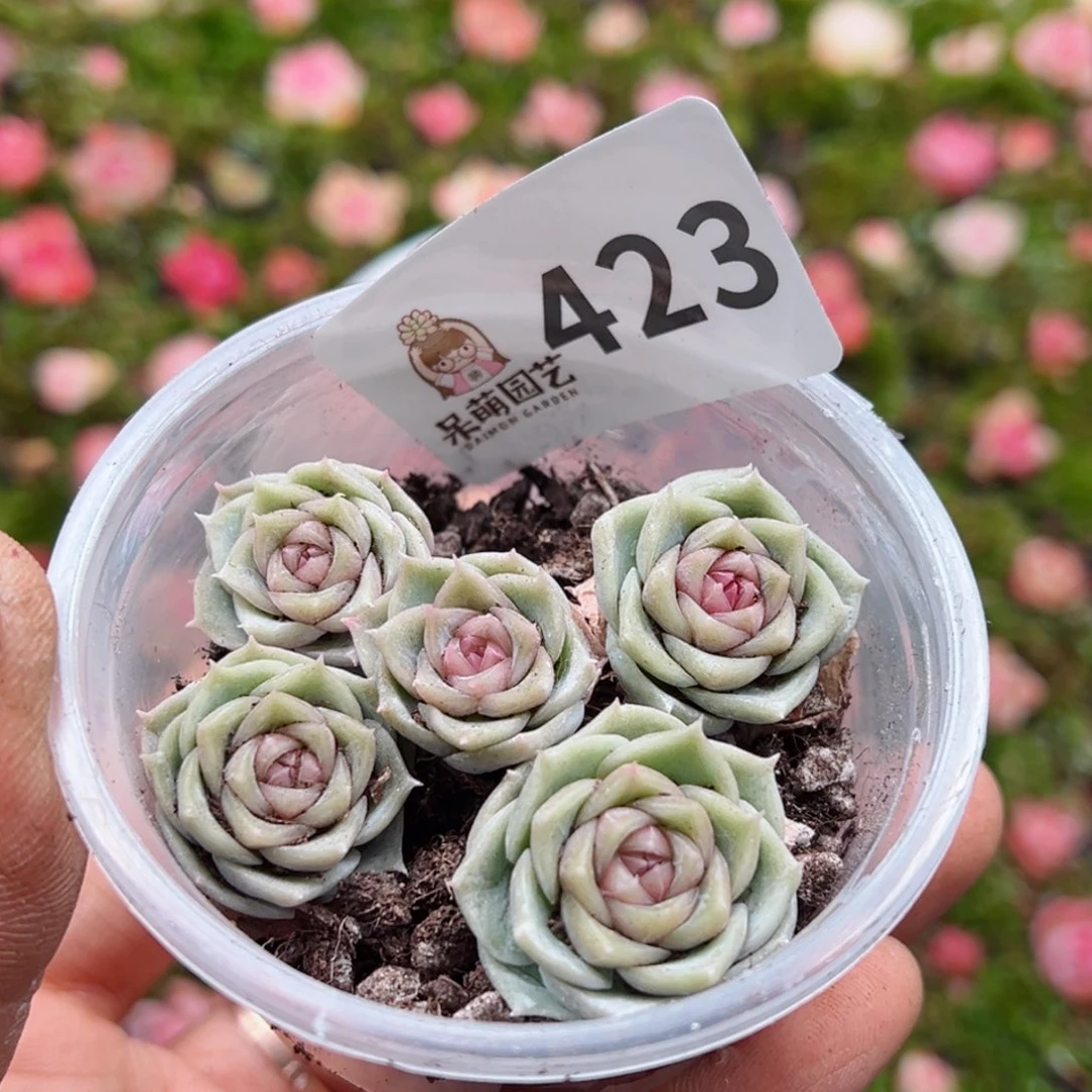 多肉植物多肉植物