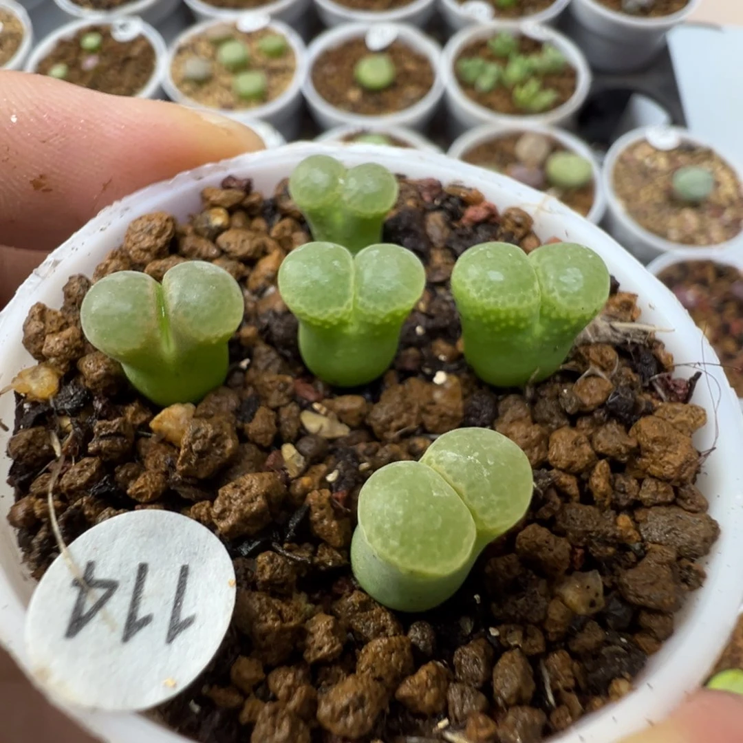 粉樱一颗脱土114000