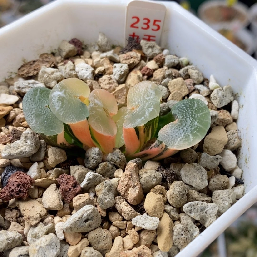 235号大绳玉扇锦多肉