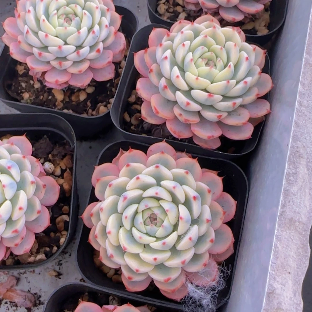 【闪购商品】姬莲锦