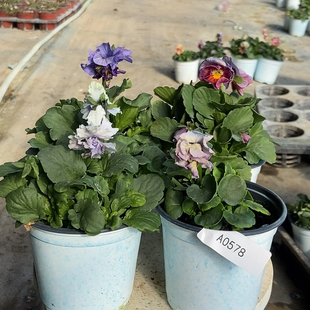 大部分花苞少量开放578