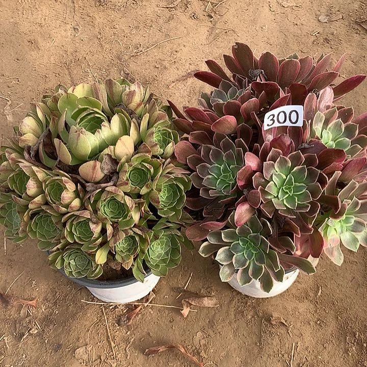 无花朵300万拉丝➕金丝缺多肉植物