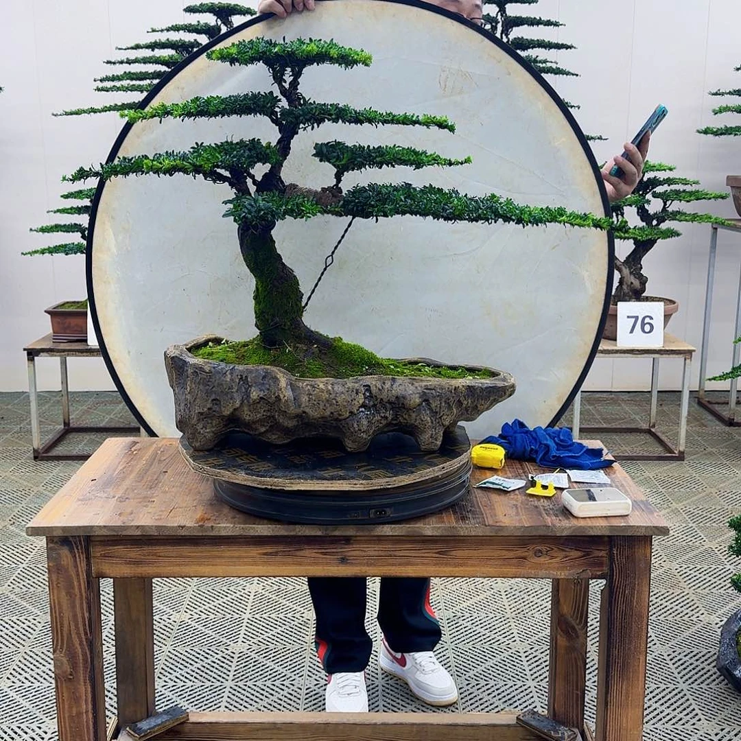 无花朵珍珠罗汉松造型盆景