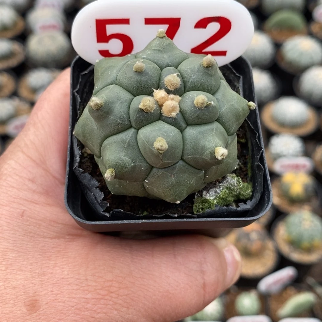 572龟甲福利系列