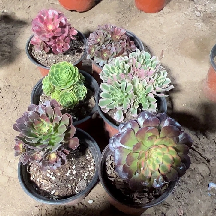 632多肉植物瑕疵特价，