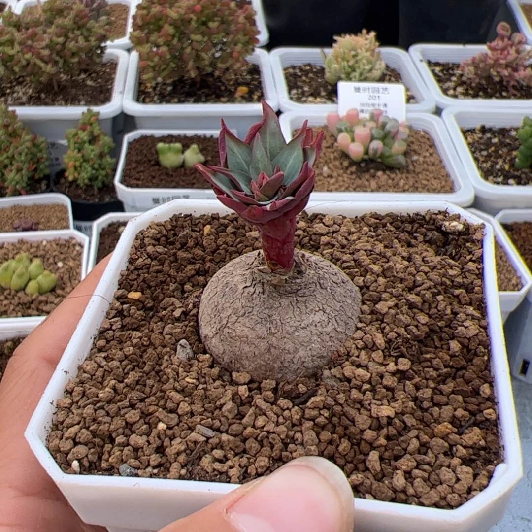 213号玫瑰大戟2,26多肉