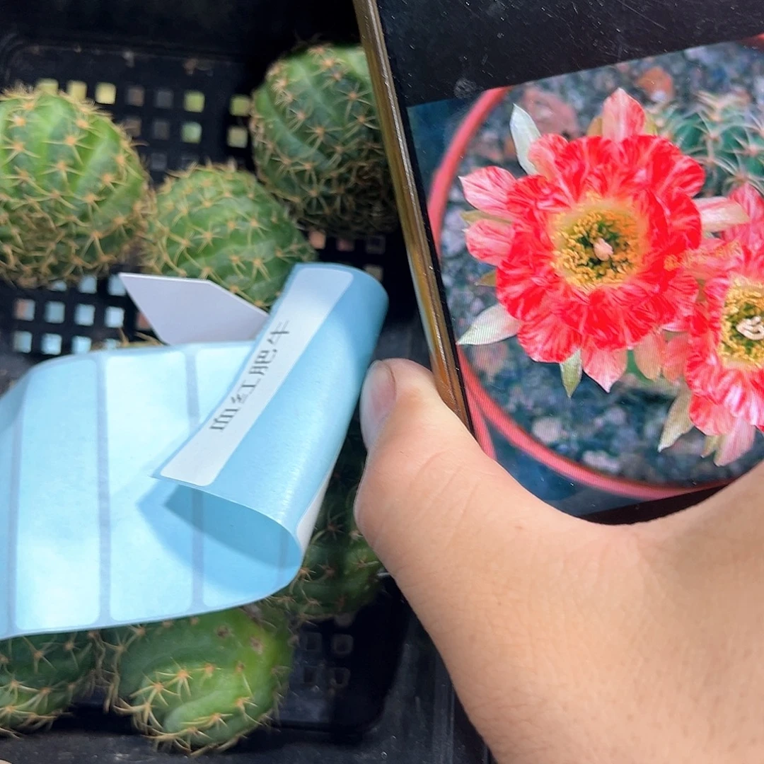 血色肥牛丽花属仙人球侧芽一颗