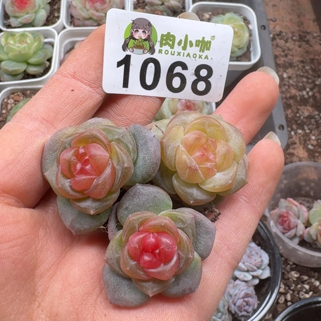 多肉植物多肉植物
