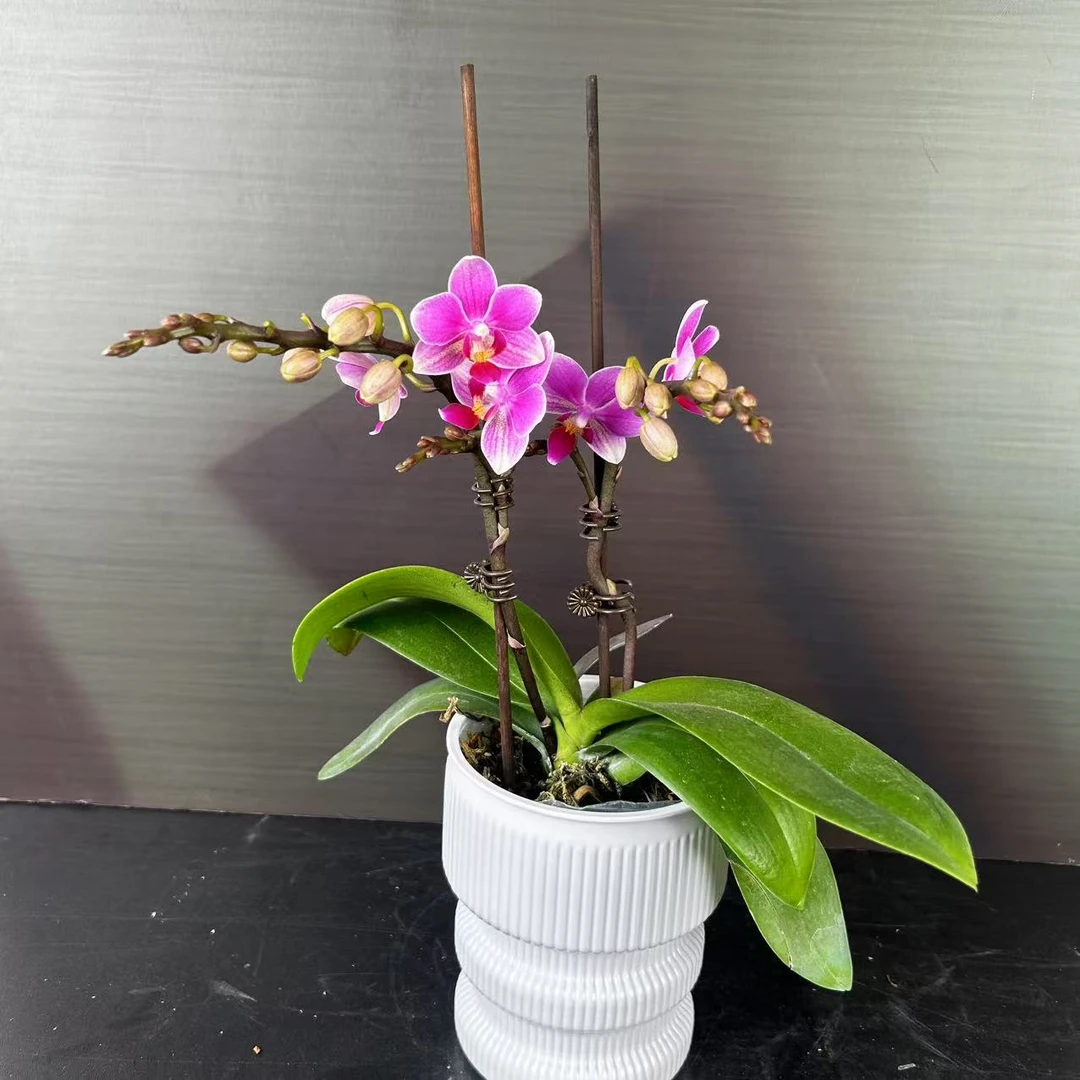 【花之漫】（香格里拉）3.0寸杯双剑蝴蝶兰盆栽