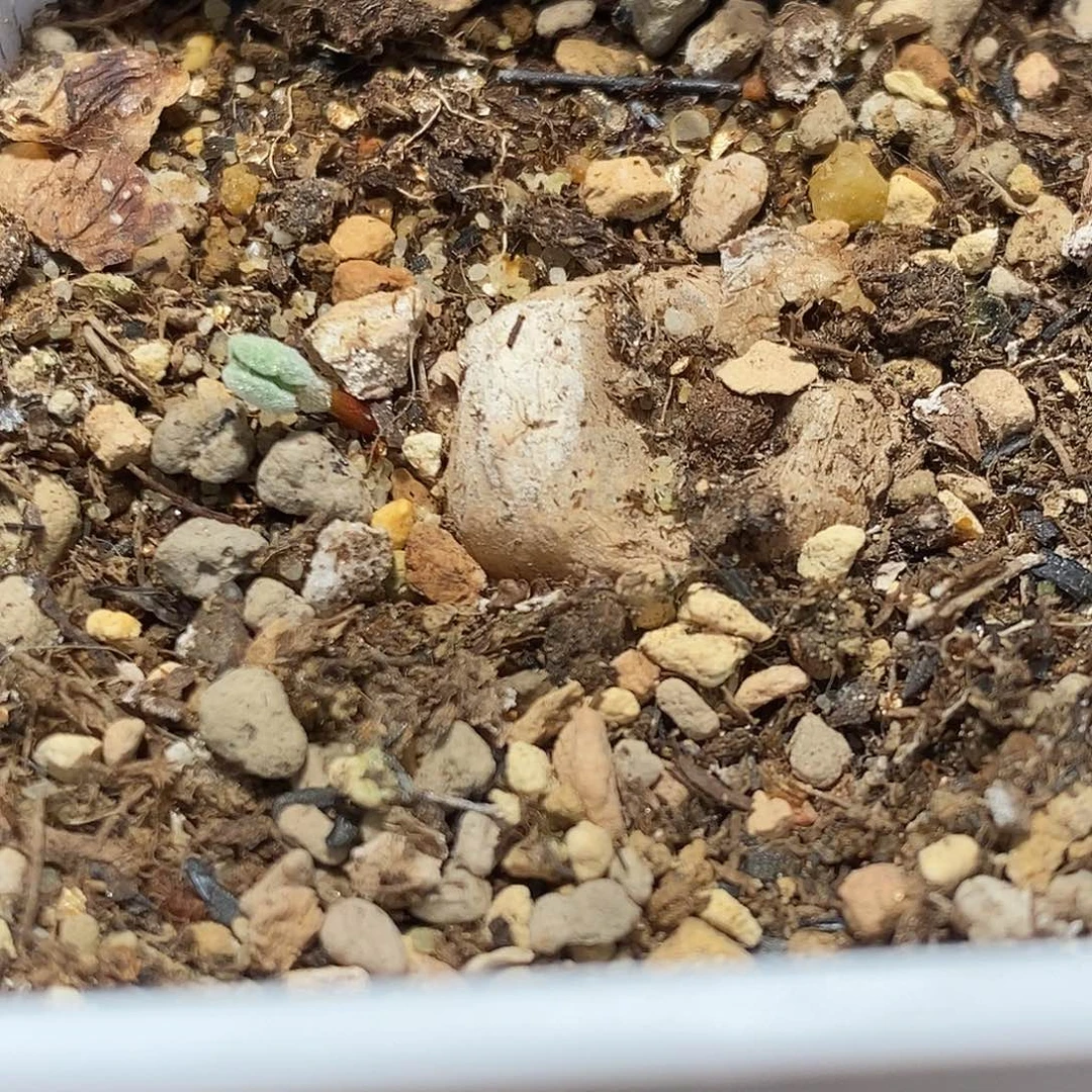 497冰晶海带福利一颗。