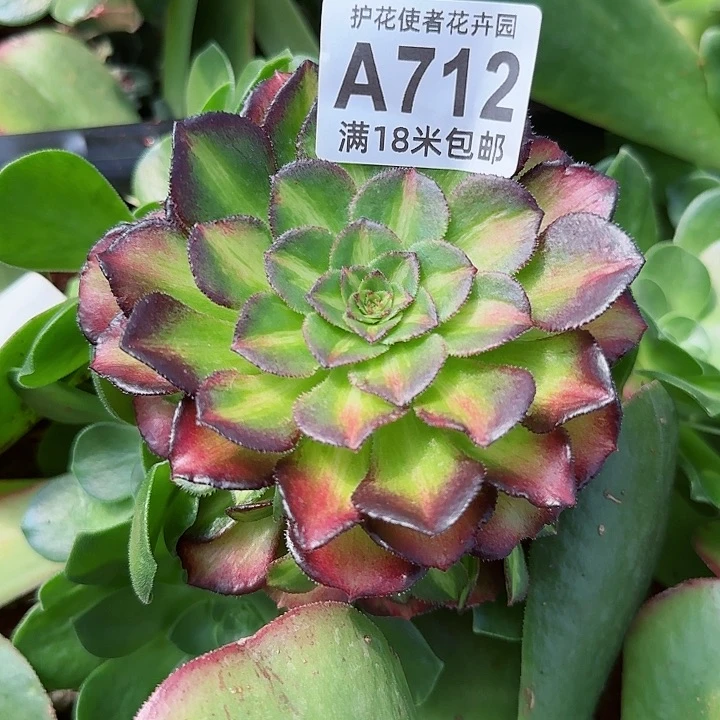 多肉法师海王七彩