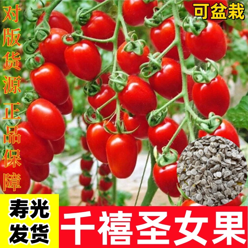 【一级苗】千禧圣女果番茄种子种苗超甜小番茄阳台盆栽家庭小院种植