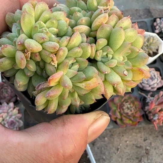 22麦秆缀多肉植物多