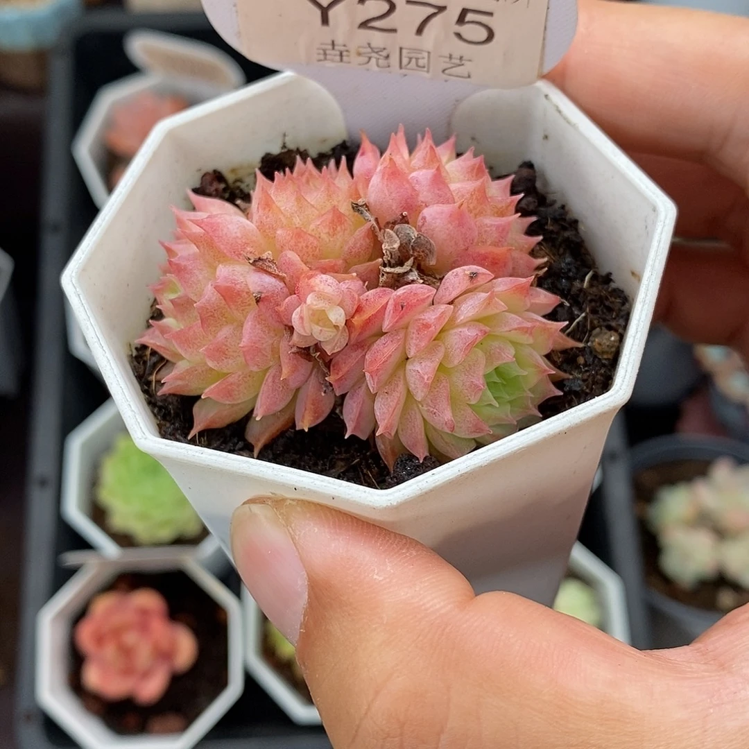 0275 5cm 朱砂痣