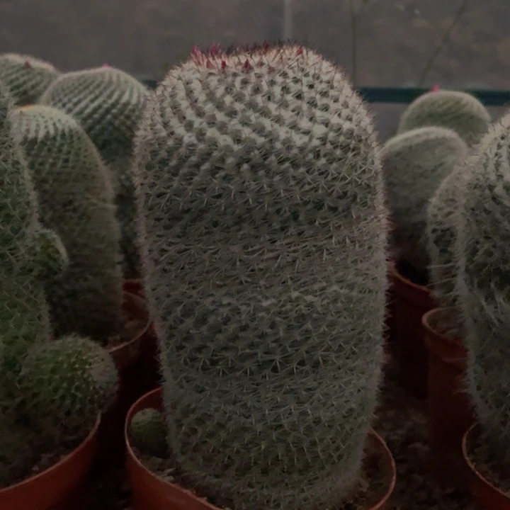 玉翁柱子 实生仙人球