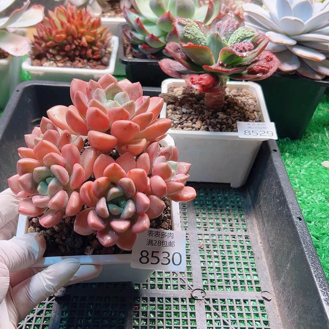 无花朵多肉一物一拍8530