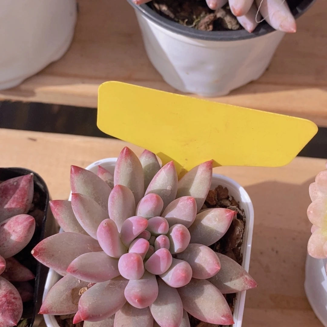 多肉植物，一物一拍，节日活动，3单包邮