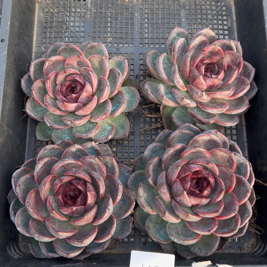 1183量肉肉肉肉肉肉肉