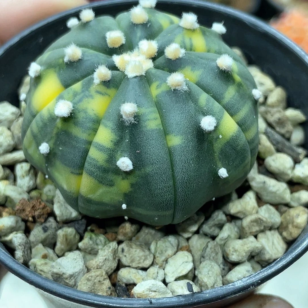 实生根系，海星兜锦