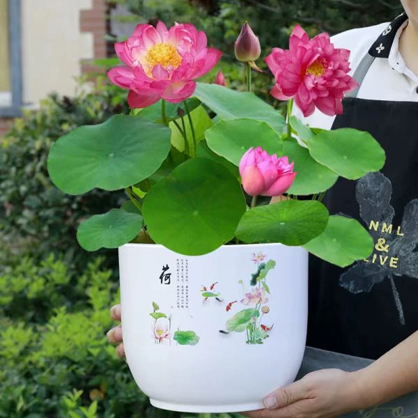 高档花盆超厚耐用抗晒仿陶瓷树脂无孔君子兰虎皮兰铜钱草