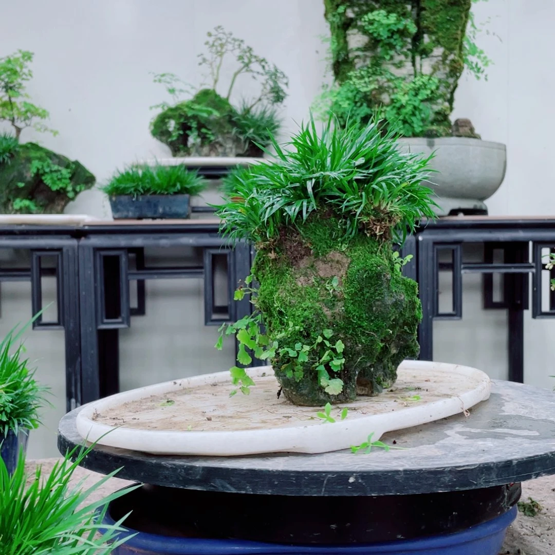 无铅玻璃振**庄铁线蕨铁线蕨铁线蕨