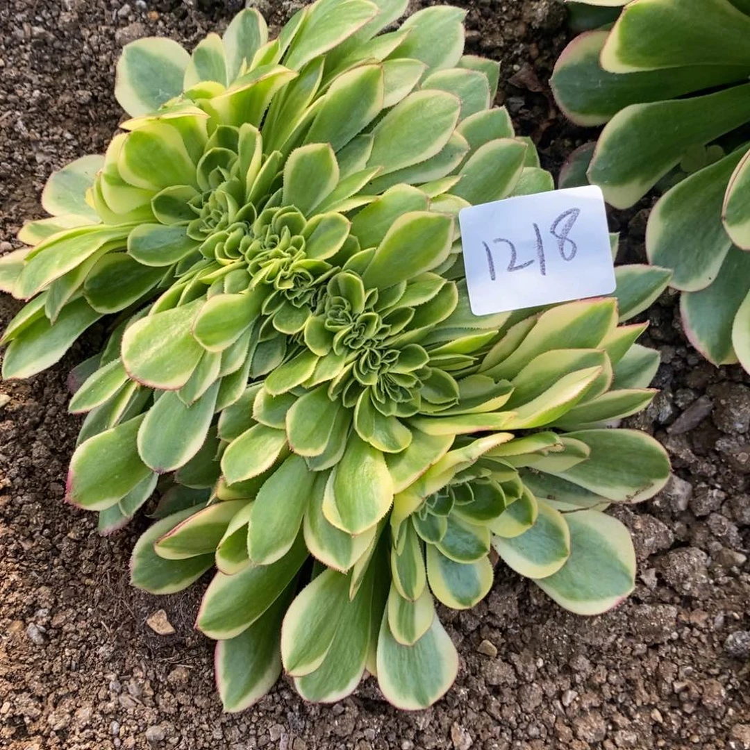 1218奶白缀多肉植物