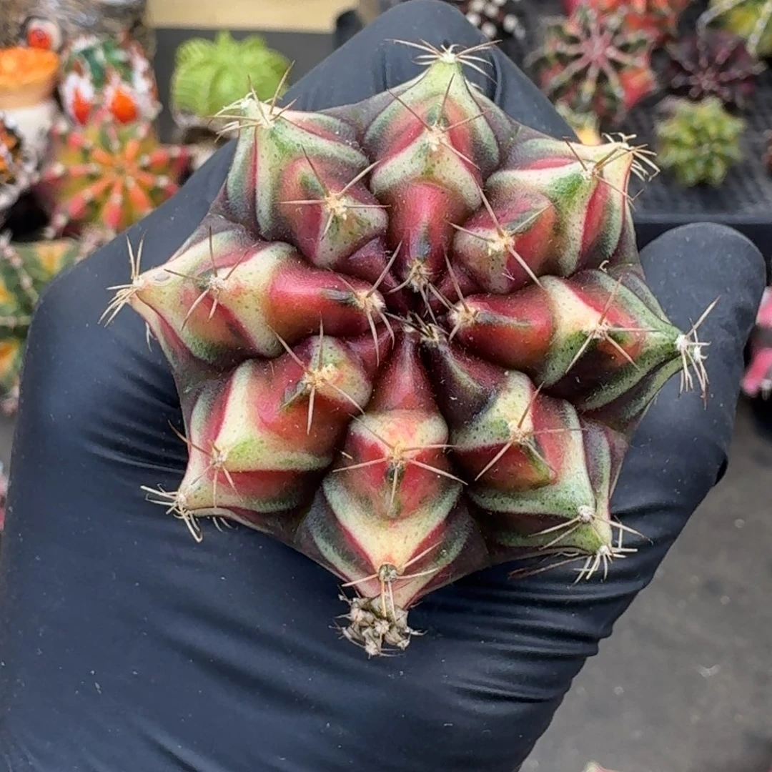 好看泰球米哈锦45号