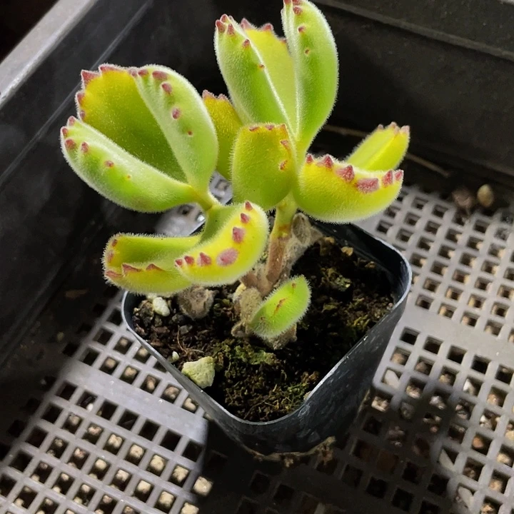 6.5方大绿熊带盆土发