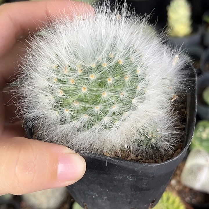 仙人球一物一拍自根33