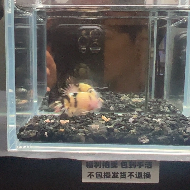 斗鱼竞拍跑单拉黑24日116